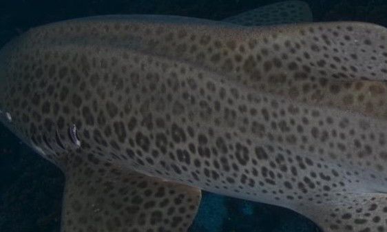 ec19e502-6bcf-479b-9c82-30ee8987fa96