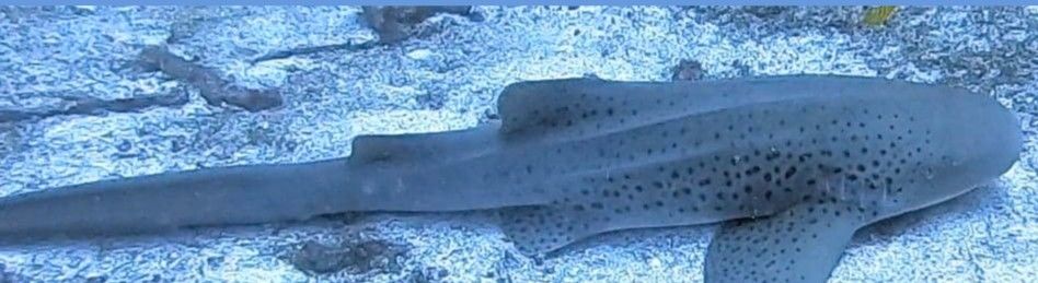 b7ead597-013e-41b1-bd2e-8f70cd7436de