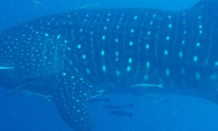 541c63b1-60e8-4923-b247-0e49cc1141e1