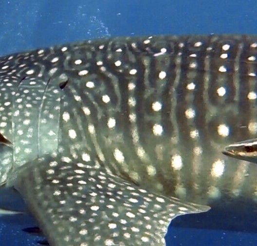 9512902c-43e1-4d2e-b975-16b8b00157ad