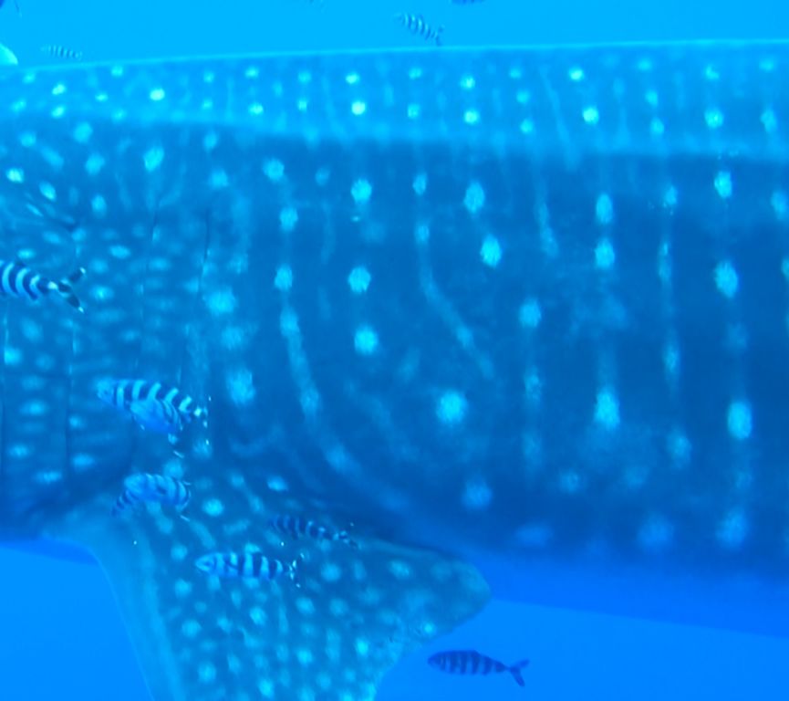 4f995d95-224f-481a-aa50-8e91482eeb10