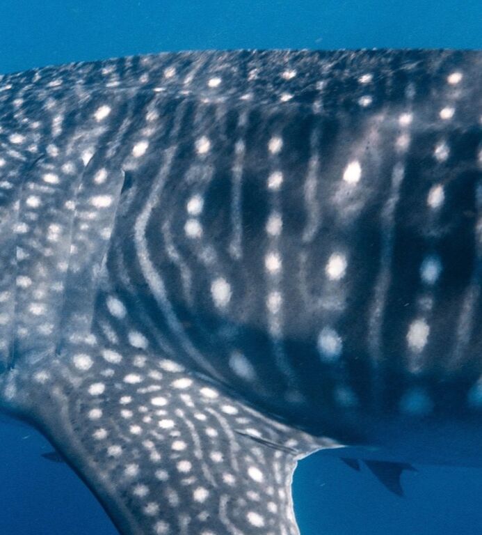 e247e651-b738-48ef-950b-e2f2a38fc862