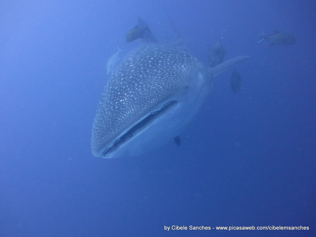 726505e9-8698-4d6c-b653-0428cc0b23da