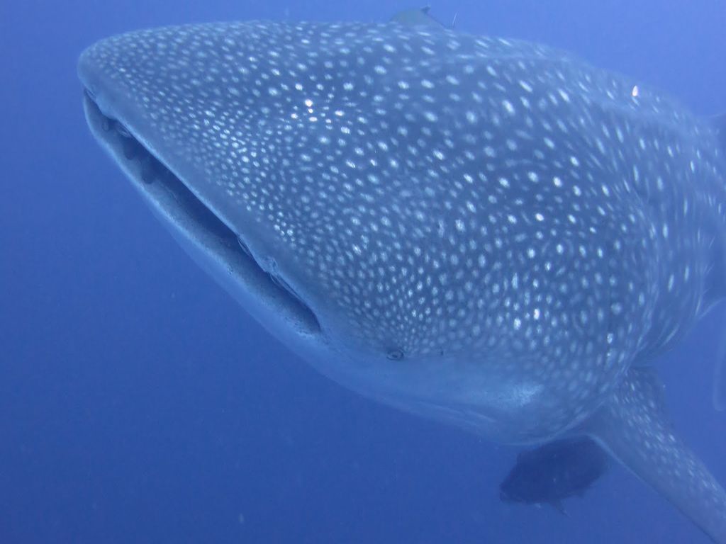 726505e9-8698-4d6c-b653-0428cc0b23da