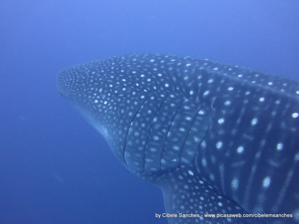 726505e9-8698-4d6c-b653-0428cc0b23da