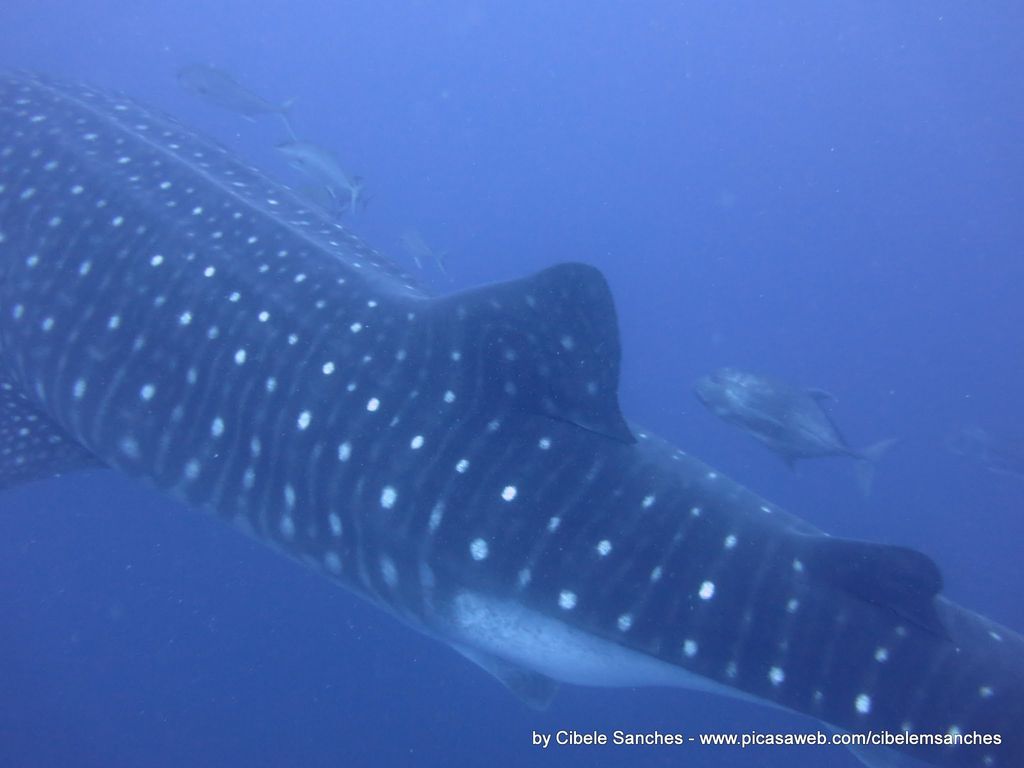 726505e9-8698-4d6c-b653-0428cc0b23da