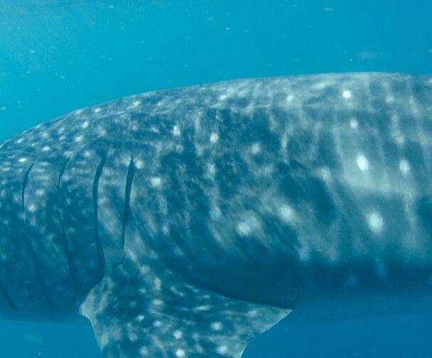 31178a2a-1186-4d2f-99cf-0a01cfeca49c