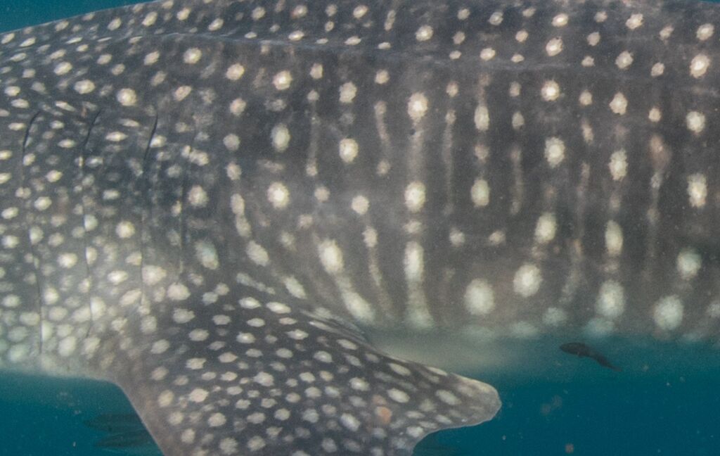 2991634f-7fe6-43f7-a162-b7a19bf9863f