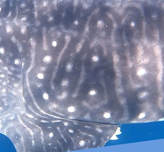 50a13338-9215-4dff-a1c3-e07aea9534d2