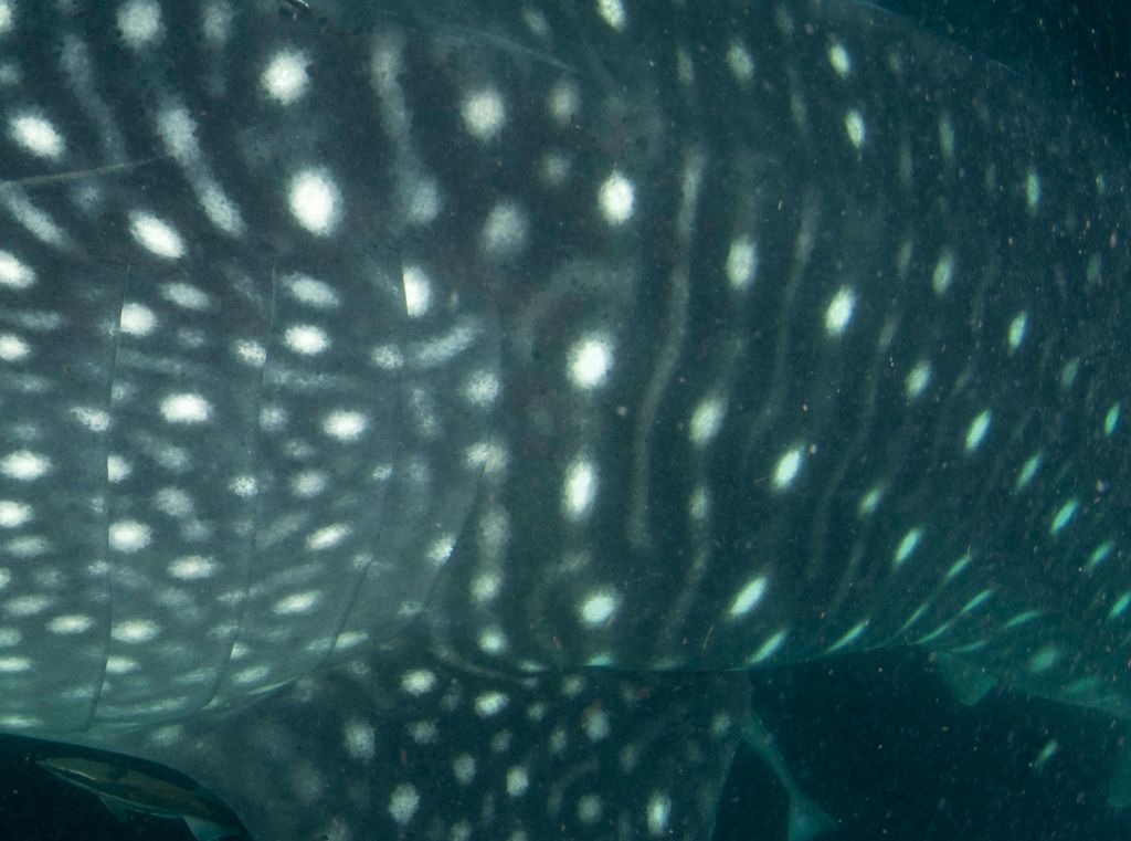 c54f7c50-5c32-43ce-8088-8bb1ba90a547