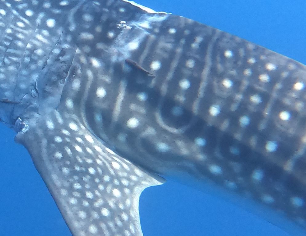 8a80745d-00bf-4b8f-ac55-523638bf52bc