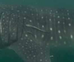 3e522a6a-9238-4db7-b594-1b83504c2450