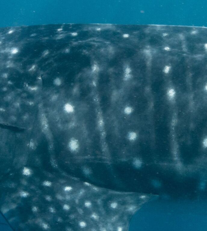 2ab6199c-a6f4-4cc8-8eb3-f9b88d029ece