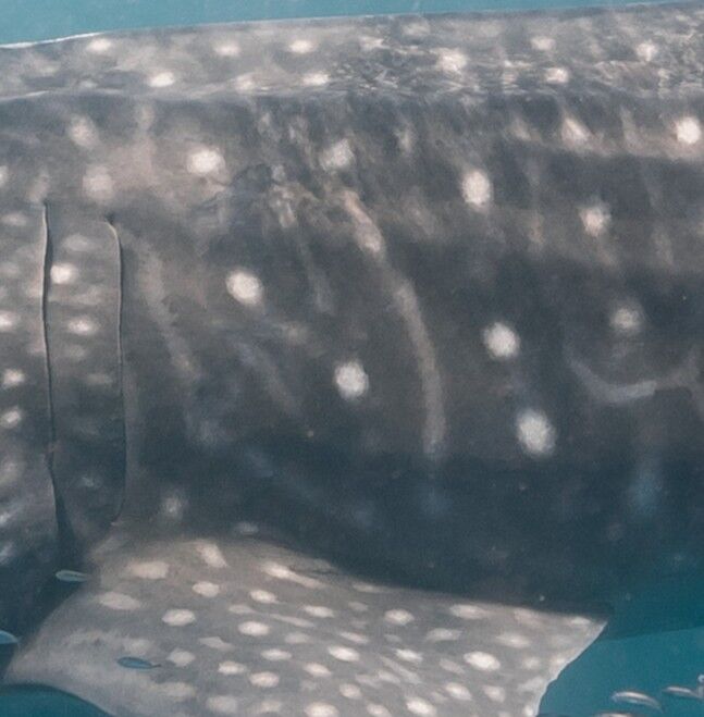 126b8d4c-4834-4c96-8d38-7a05c8152cf1