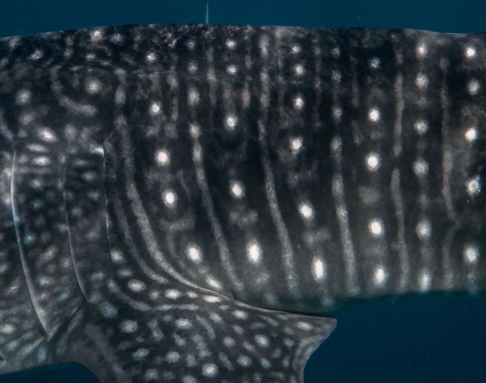 c0bc8950-382d-4fe3-b292-d2cbb8743a82