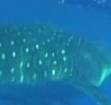 a09c295d-8d6c-419c-89c4-0b36eaecbaa5