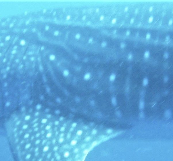 6ad300ad-0a10-4bd8-bf48-ac7d2ed02a5b