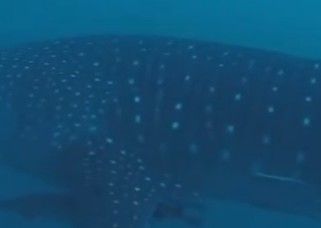 0281a398-e47f-4305-a63e-cac5e0ef2d1f