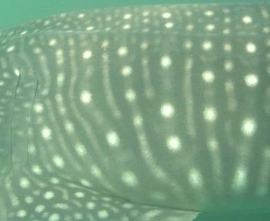 d49bfc4e-37ca-47f7-951a-42db46873431