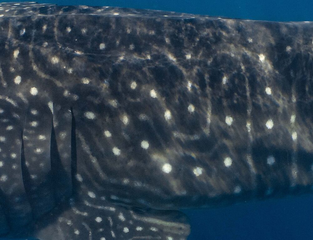 6445cf7e-f38d-4e3b-80f7-ac48ba4a2f74