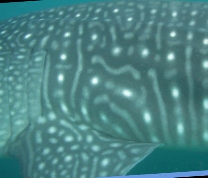 33944c05-9523-4c8f-be94-dd7b6e664663