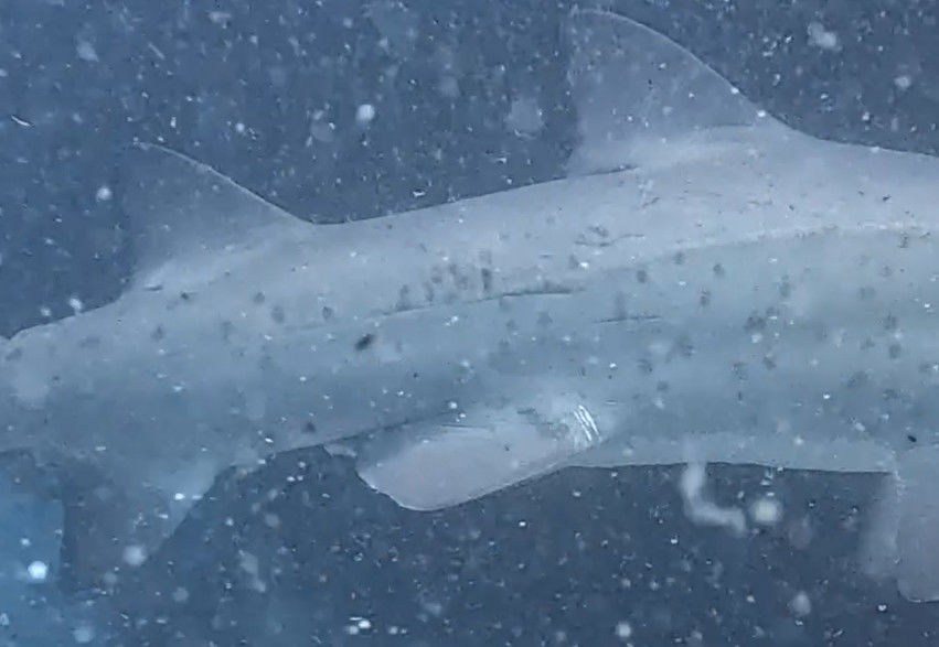 86e5a7f4-8bff-4379-8437-6ef11b5ff6b9