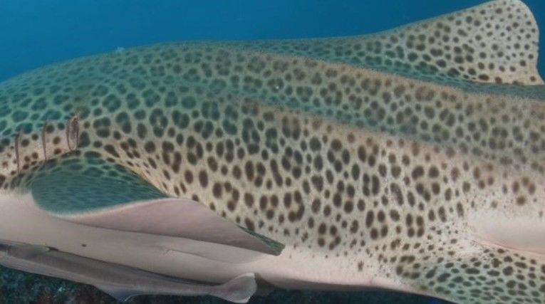 0eb781c5-6c96-4d43-ba33-faad11bc465f