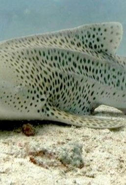 247d6b8e-b1d4-4164-96e1-35ea7bc91138