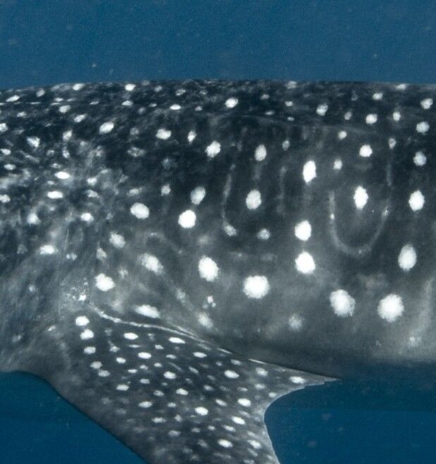 afd0b7b0-0ad0-4bc5-b29e-264295cfc973