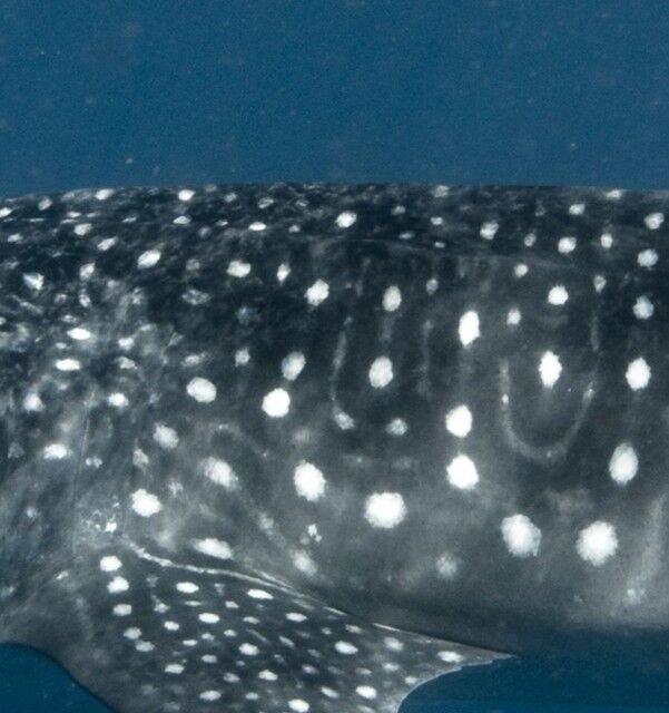 afd0b7b0-0ad0-4bc5-b29e-264295cfc973