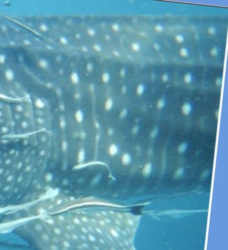 9878ba73-8d2e-4fd0-9b8f-979e7d51d7c8