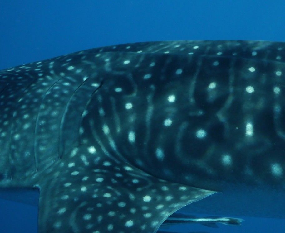 0b8cdb31-cc19-4fcd-848b-7dc49a7bdaf1