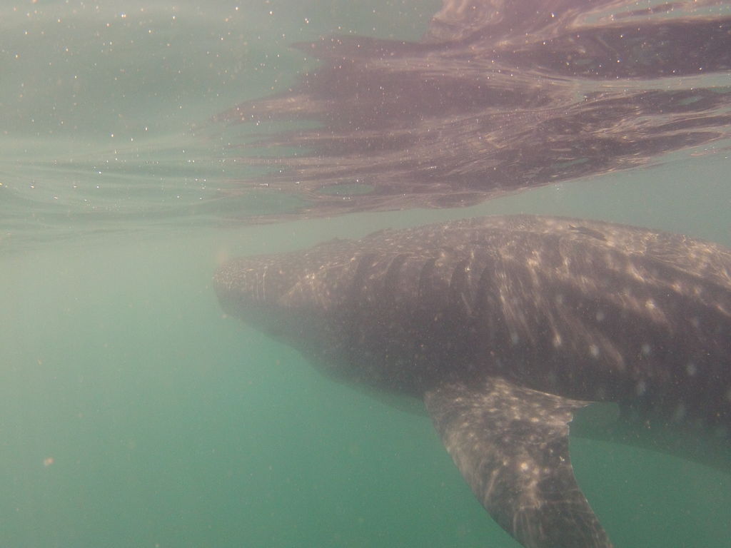 972a240f-f574-465f-9d60-0f9a4f78902f