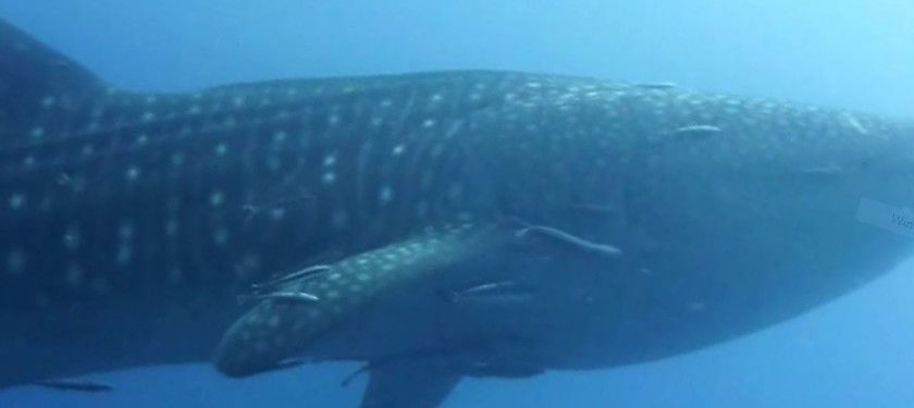 61e93266-809e-4f6f-a93e-d145664d2cc6