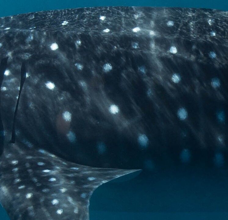 d31a8711-ff72-40f6-a856-eef3f5c60790