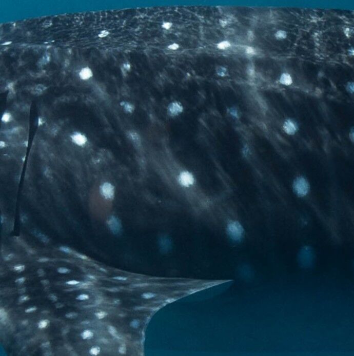 d31a8711-ff72-40f6-a856-eef3f5c60790