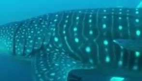 915a781f-eb7c-4ad9-8910-86e4784fe3da