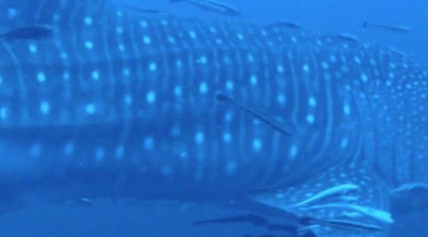 f1cf01d6-63e6-4495-9c63-98b14e43c8e8