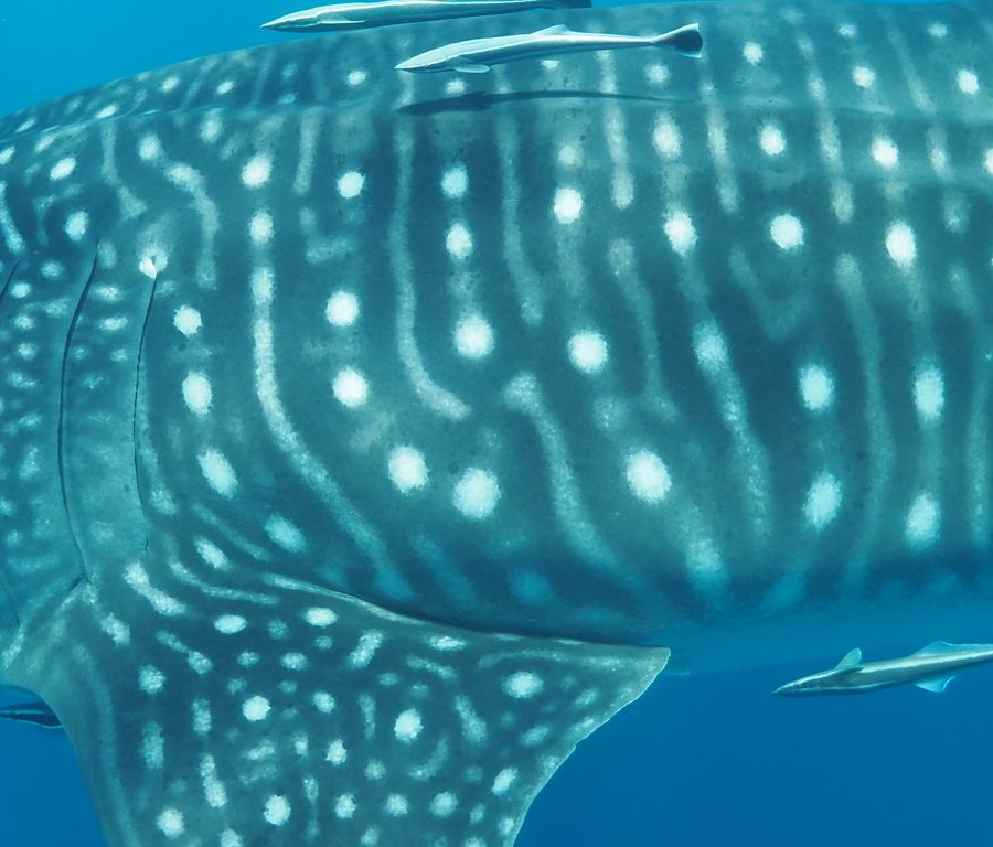 da502c49-31e7-42ae-810e-3afda9a24888