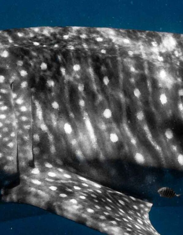 a571a9d8-c073-464d-b67f-0d1ba64d2cd6