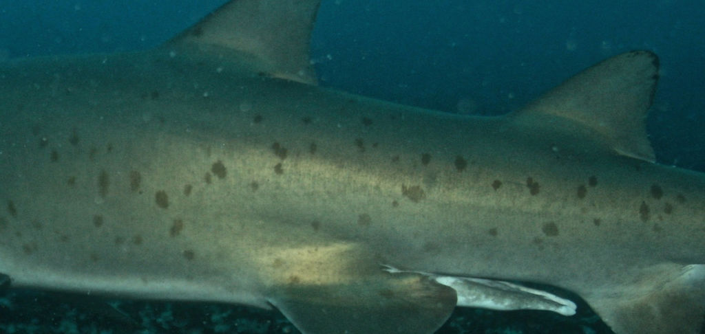 7b47ae73-3a27-4484-82e4-eebb414a4732