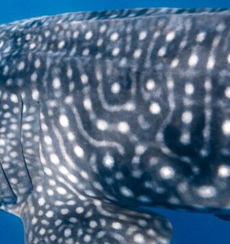 c9bf7e4e-8d5c-431c-b9e6-99a9f3adebae