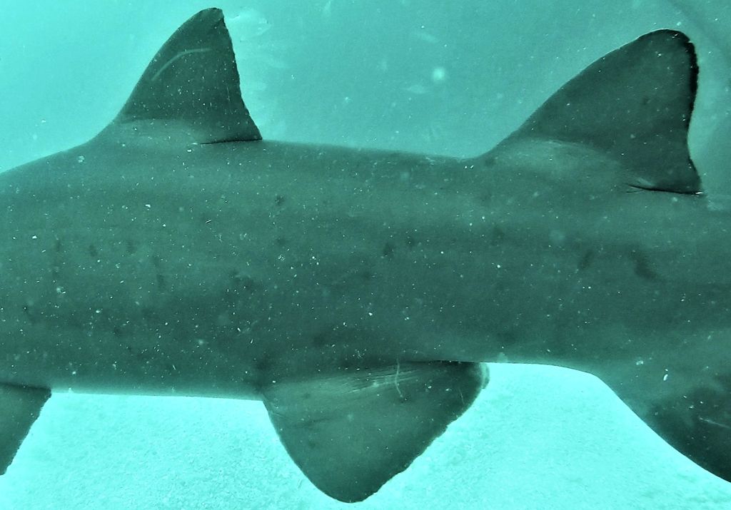 0796f4c1-05ae-4df1-b421-1caad3128b07