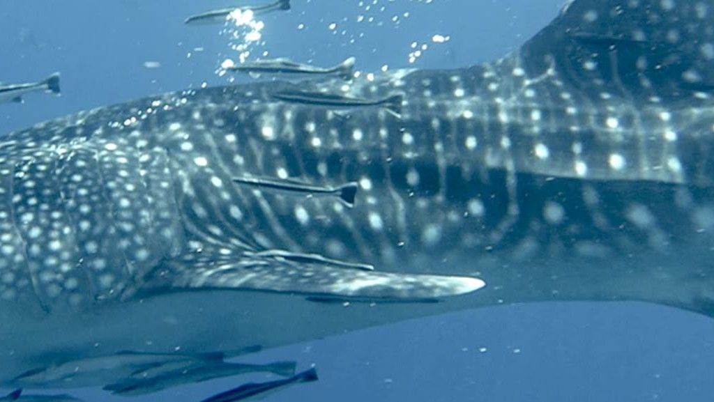 a98cc636-e182-4ab2-b93e-85b7980b9666