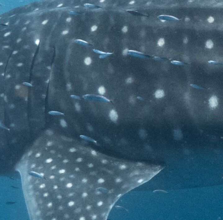 95bd4f65-94eb-4d04-892c-e04266a92c5c