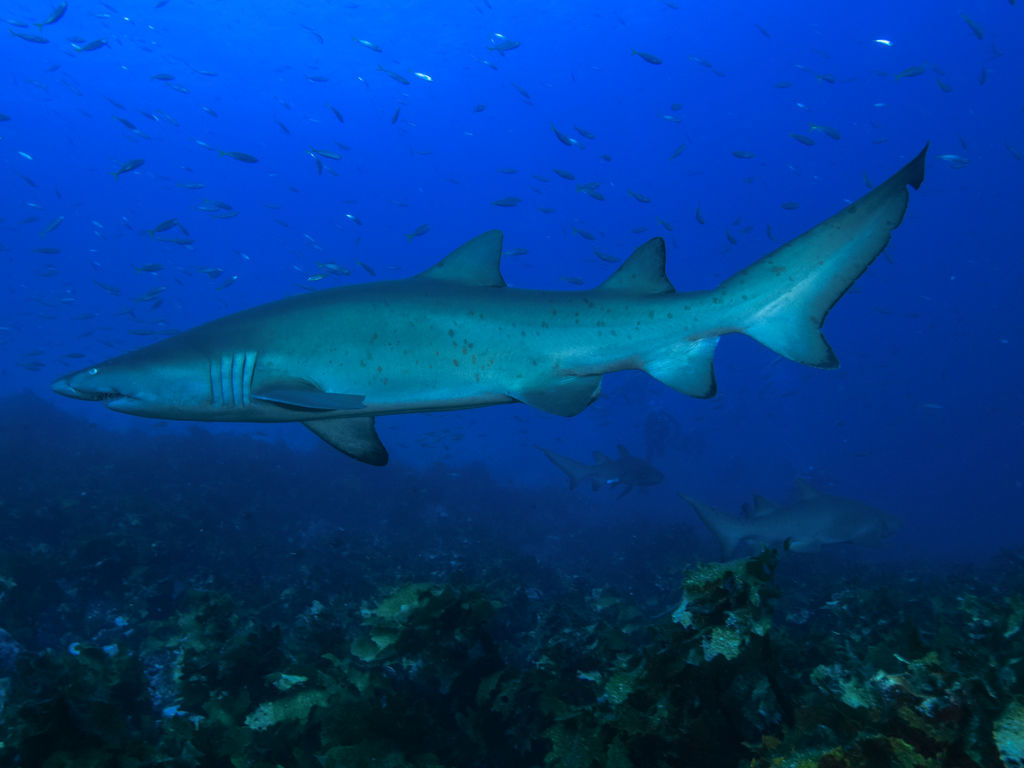 72217ea3-4a96-43d4-84df-198fd8acb00e