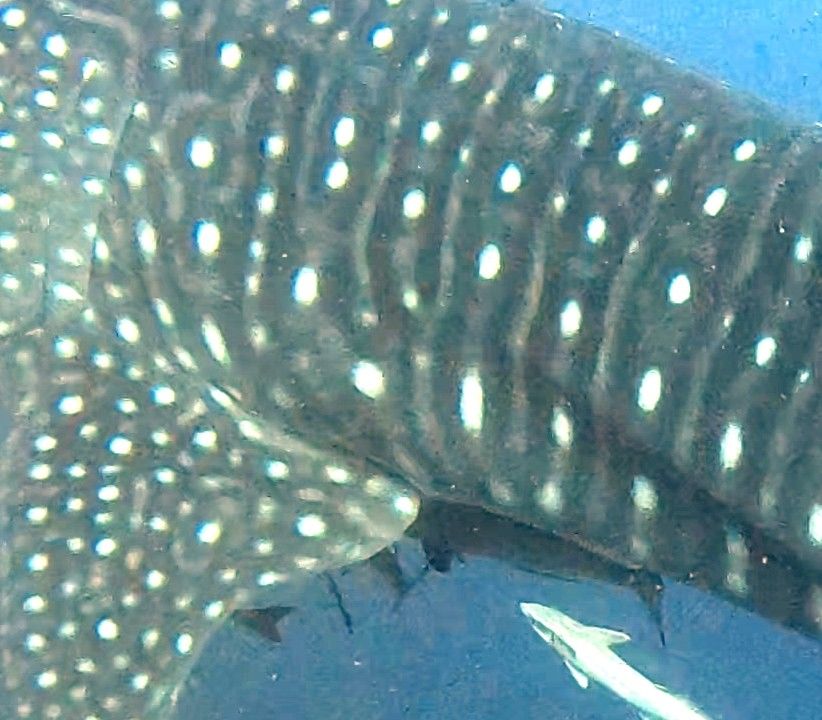 28801888-c8e2-4dc9-8cb2-ce2a1081da39