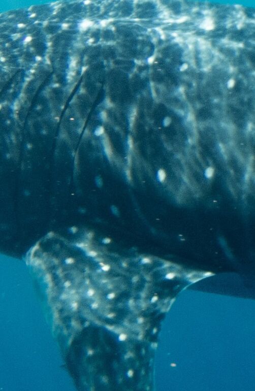 26eded3b-8238-4ac4-abfa-12f5131d914a