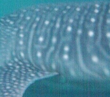 e6931945-8453-4d7b-a3b1-c2b2bba3d229