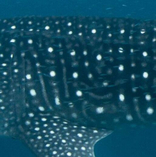 f1202ed9-f933-4de1-8bbe-769493bedf86